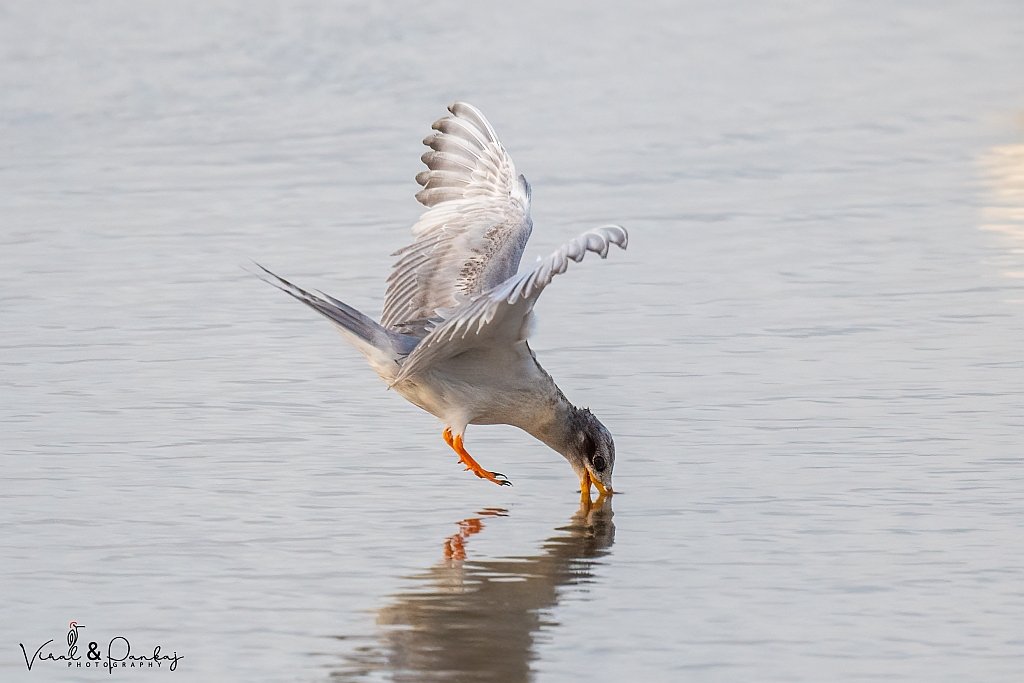 River Tern